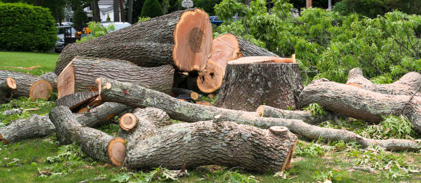 Best Tree Removal  in Fort Mill, SC