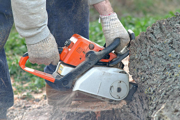 How Our Tree Care Process Works  in  Fort Mill, SC