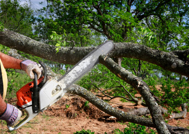 Fort Mill, SC Tree Care Company